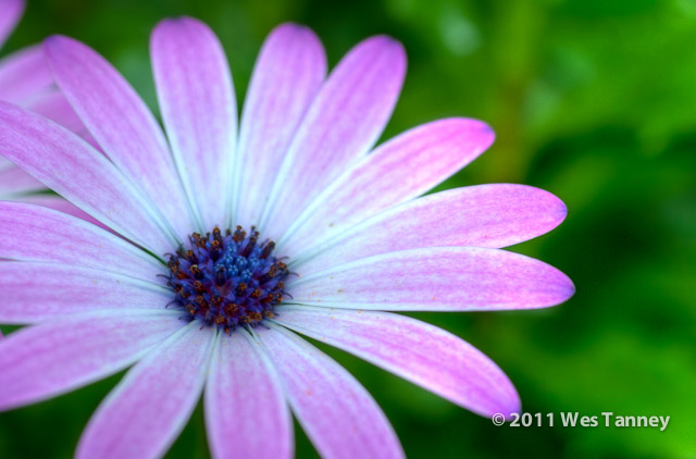 2011 09 25-BackyardFlowers-7-web