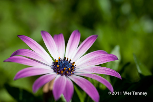 2011 10 07-BackyardFlowers-0390-web