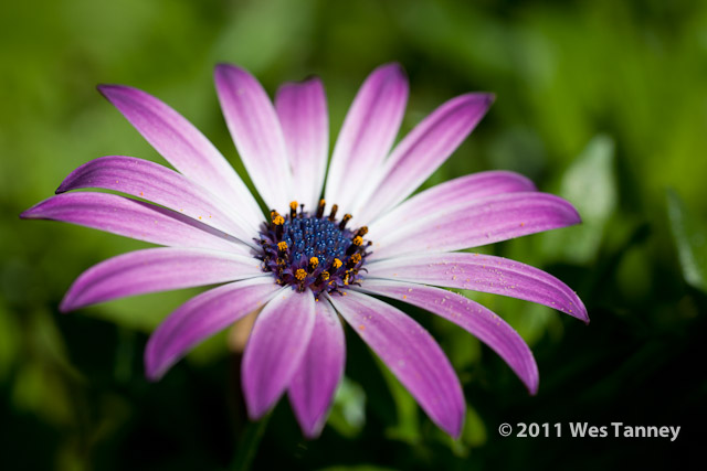 2011 10 07-BackyardFlowers-0392-web