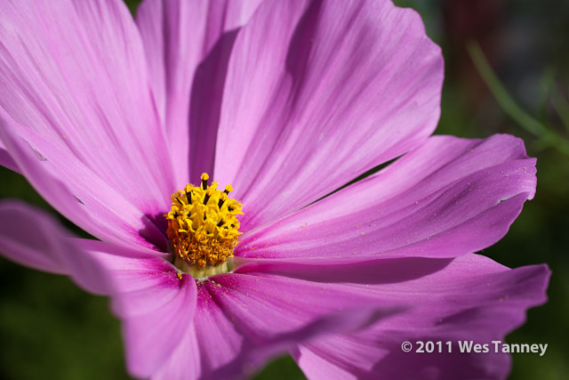 2011 10 07-BackyardFlowers-0424-web