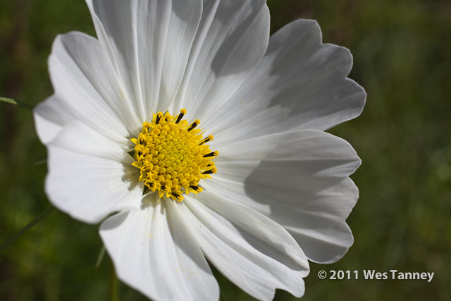 2011 10 07-BackyardFlowers-0434-web