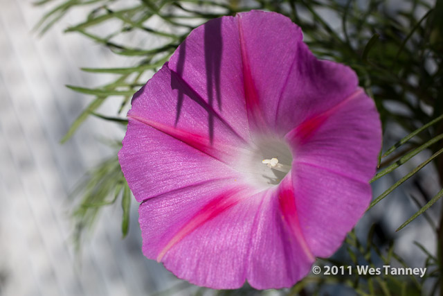 2011 10 07-BackyardFlowers-0442-web