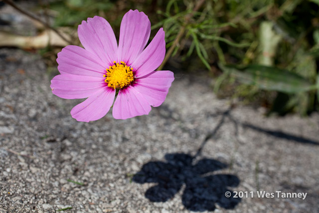 2011 10 07-BackyardFlowers-0446-web