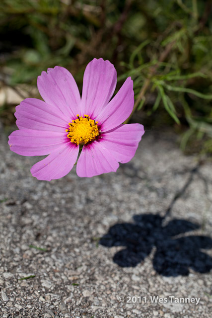 2011 10 07-BackyardFlowers-0451-web