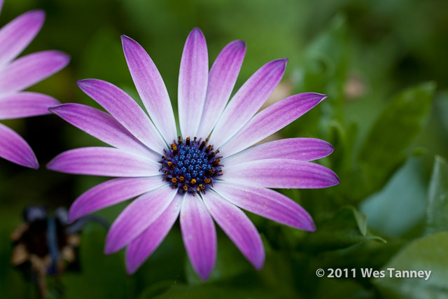 2011 10 07-BackyardFlowers-0470-web