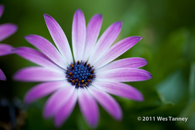 2011 10 07-BackyardFlowers-0475-web