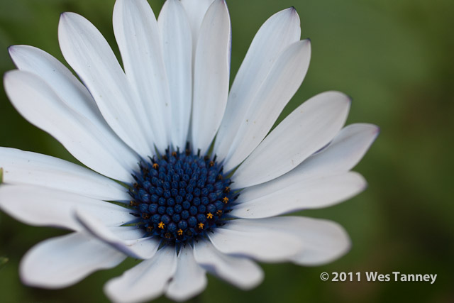 2011 11 12-FallBlooms-1557-web