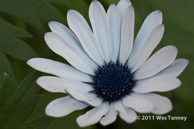 2011 11 12-FallBlooms-1576-web