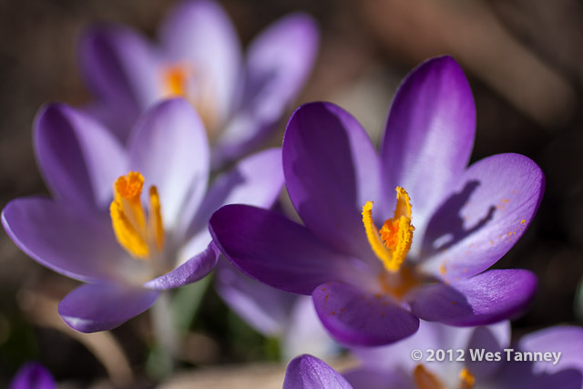 2012 03 11-Crocuses 2322a-web