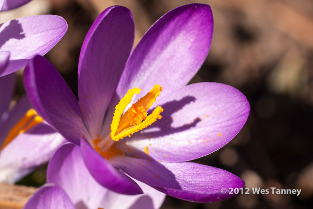 2012 03 11-Crocuses 2351a-web