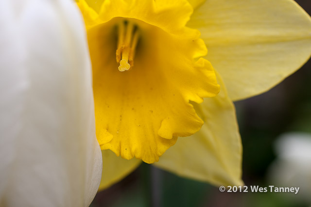 2012 04 28-SpringFlowers 2917a-web