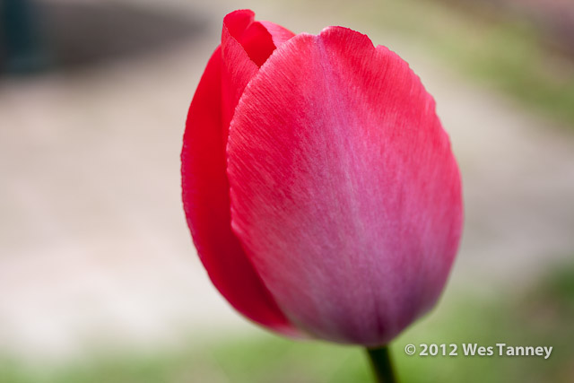 2012 04 28-SpringFlowers 2988a-web