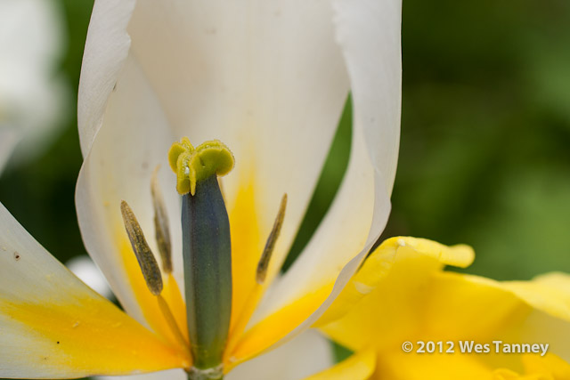 2012 05 04-SpringFlowers 3028a-web