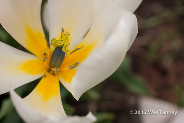 2012 05 04-SpringFlowers 3050a-web