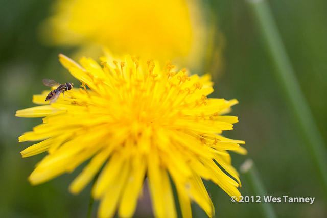 2012 05 04-SpringFlowers 3080a-web