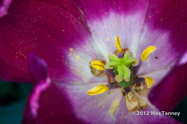 2012 05 17-BackyardFlowers 3376a-web