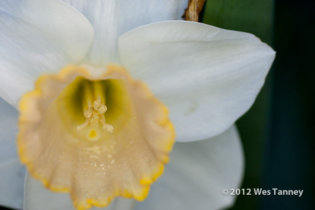 2012 05 17-BackyardFlowers 3390a-web