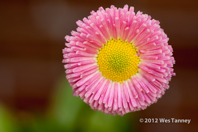 2012 05 18-BackyardFlowers 3503a-web