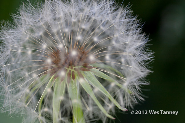 2012 05 20-Alaines 3580a-web