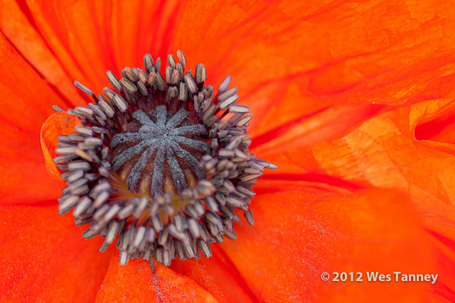 2012 05 21-BackyardFlowes 3817a-web