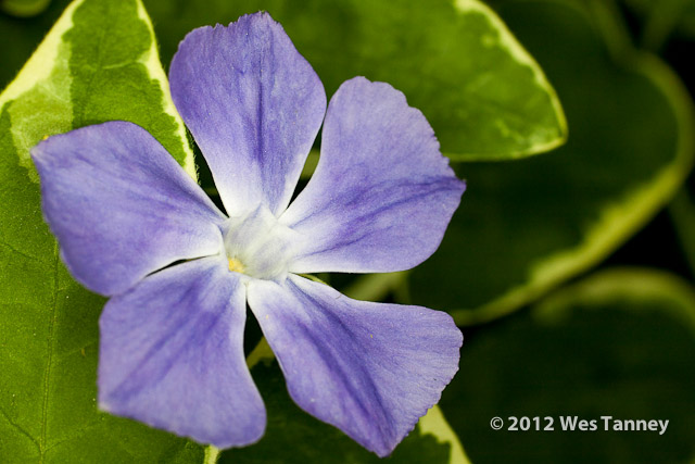 2012 05 21-BackyardFlowes 3841a-web