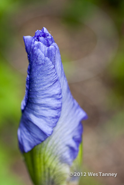 2012 05 26-BackyardFlowers 4040a-web