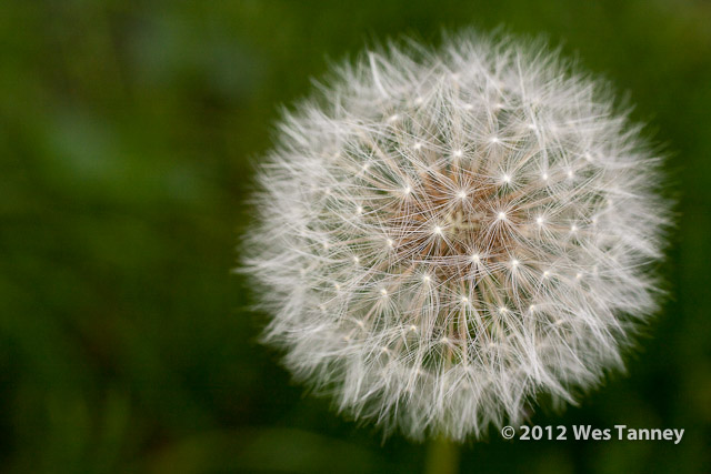 2012 05 27-NewFlowers 4209a-web