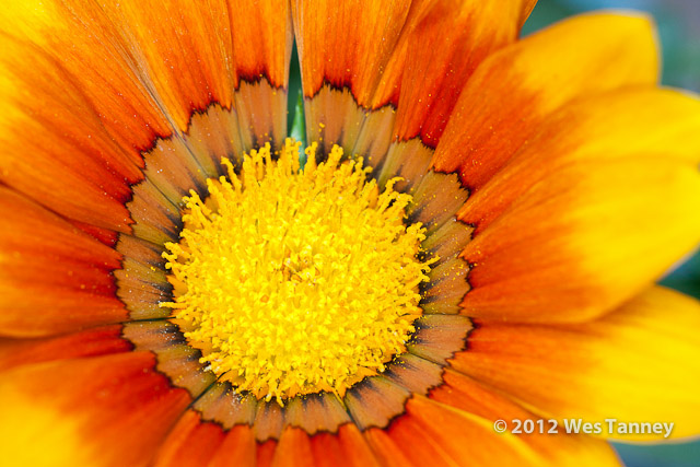 2012 05 27-NewFlowers 4229a-web