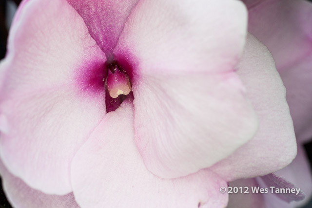 2012 05 27-NewFlowers 4250a-web