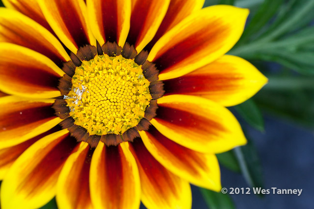 2012 05 27-NewFlowers 4256a-web