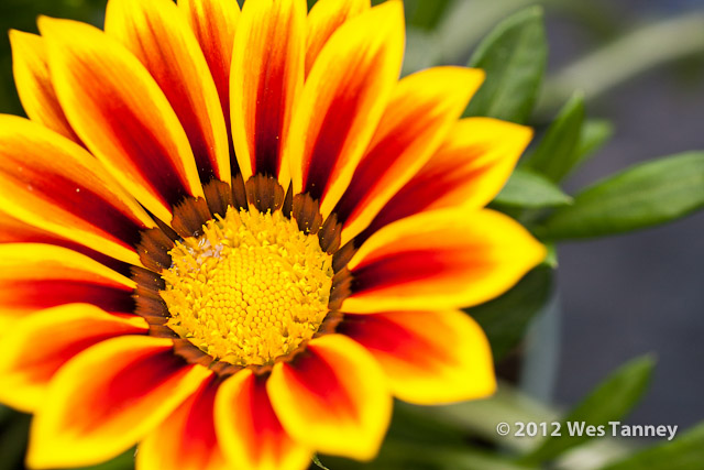 2012 05 27-NewFlowers 4261a-web