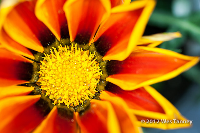 2012 05 27-NewFlowers 4270a-web