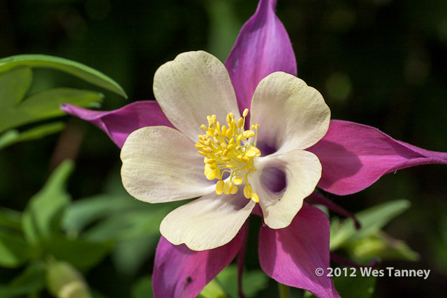 2012 05 27-NewFlowers 4310a-web