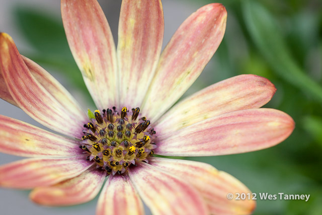 2012 05 27-NewFlowers 4326a-web