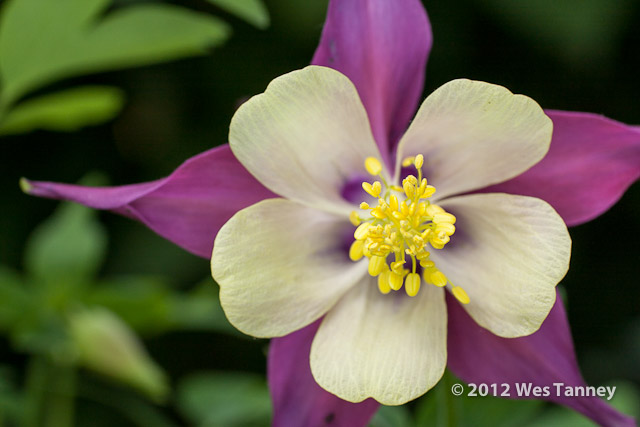 2012 05 27-NewFlowers 4389a-web