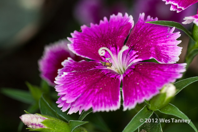 2012 05 31-MayFlowers 4458a-web