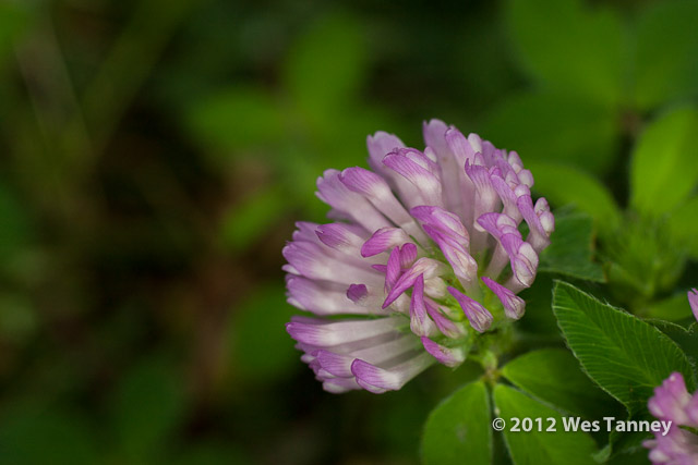 2012 06 02-BackyardFlowers 4580a-web