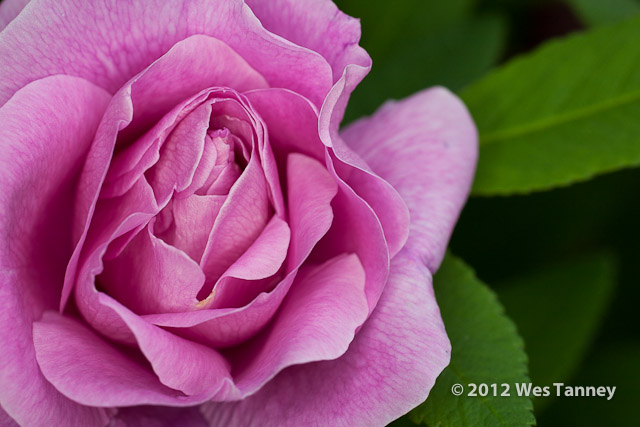 2012 06 02-BackyardFlowers 4588a-web