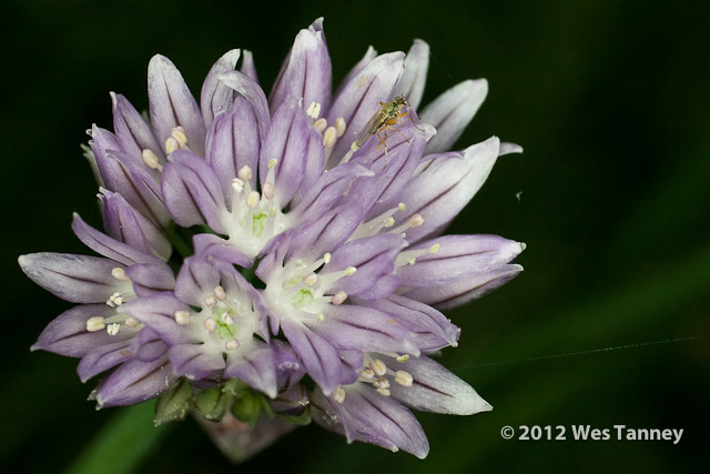 2012 06 02-BackyardFlowers 4627a-web