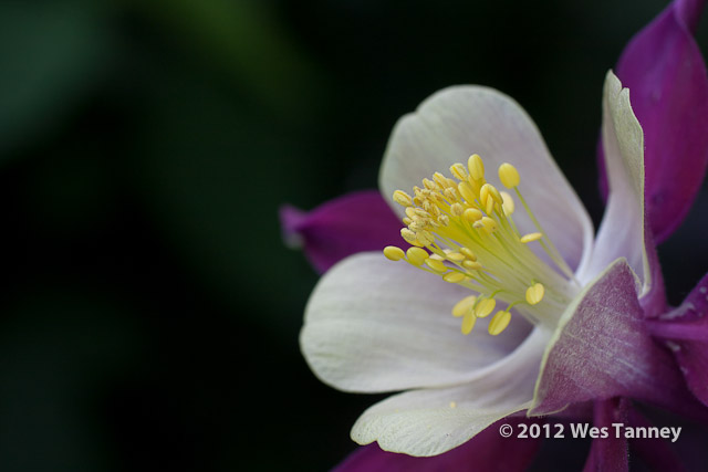 2012 06 02-BackyardFlowers 4685a-web