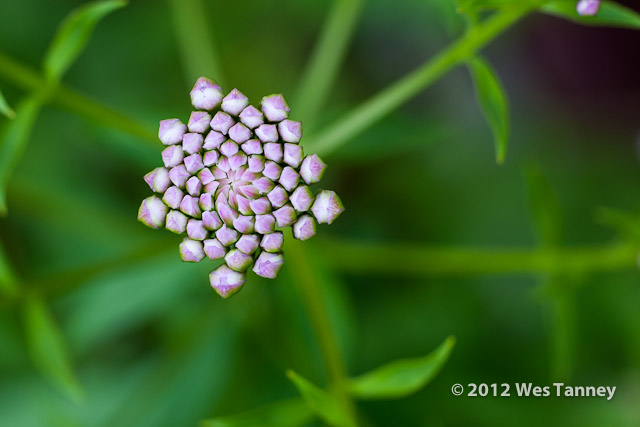 2012 06 02-BackyardFlowers 4821a-web