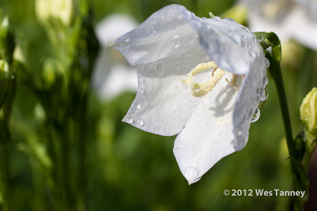 2012 06 02-WetFlowers 4885a-web