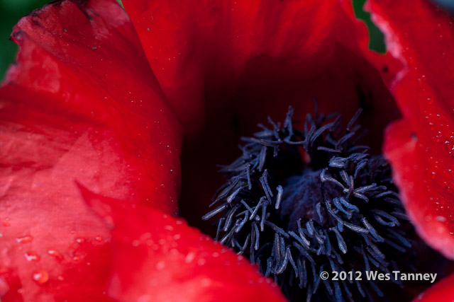 2012 06 03-WetKissAndPoppies 5205a-web