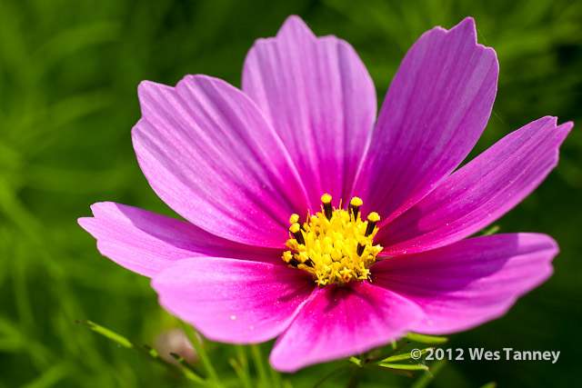 2012 06 16-BackyardFlowers 5392a-web