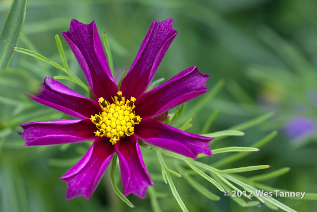 2012 06 16-BackyardFlowers 5393a-web