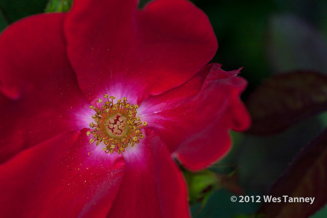 2012 06 16-BackyardFlowers 5425a-web