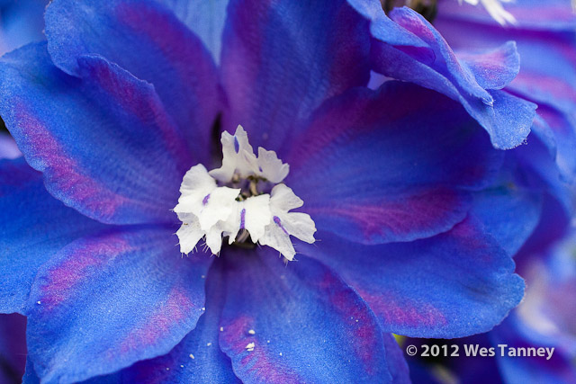 2012 06 16-BackyardFlowers 5442a-web