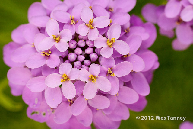 2012 06 16-BackyardFlowers 5499a-web