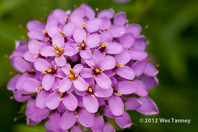 2012 06 16-BackyardFlowers 5502a-web