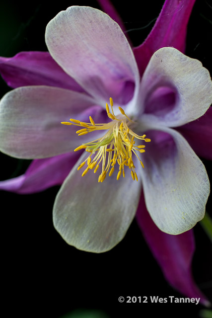 2012 06 17-BackyardFlowers 5616a-web